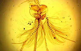 Как кусает комар под микроскопом