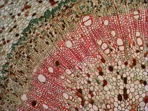 Набор готовых микропрепаратов Levenhuk N38 NG, изображение 9