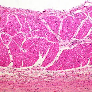 Микроскоп биологический MAGUS Bio 260T, изображение 19