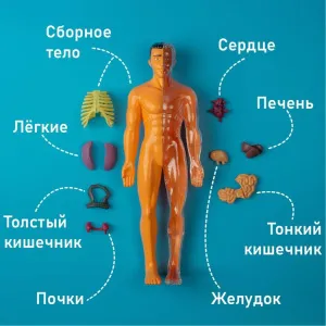 Исследовательский набор-конструктор ND Play «Строение тела» 6+, изображение 5