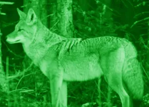 Бинокль цифровой ATN BINOX-HD 4–16x (Smart HD Optics), изображение 7