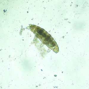 Микроскоп биологический инвертированный цифровой MAGUS Bio VD300 LCD, изображение 19