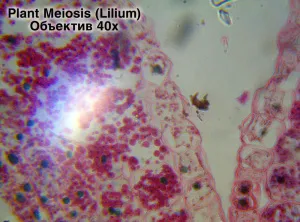 Видеоокуляр ToupCam 14 Мпикс, изображение 7