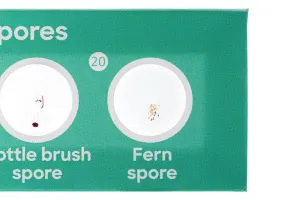 Набор микропрепаратов Levenhuk Discovery «Флора и фауна», 24 шт., изображение 8